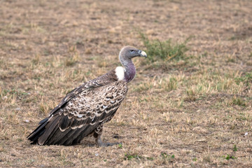Close up of an African White-Backed Vulture standing in the grass. Image taken in the Maasai Mara, Kenya.	