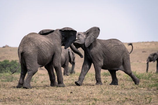 Two young male elephants practicing their sparring techniques in a fake fight.  Image taken in the Masai Mara, Kenya.