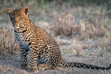 Close up of a leopard cub (approximately 6 months old), sitting in a clearing. Image taken in the Masai Mara, Kenya.	