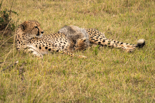 Mother cheetah nursing one of her cubs.  Image taken in the Maasai Mara, Kenya.