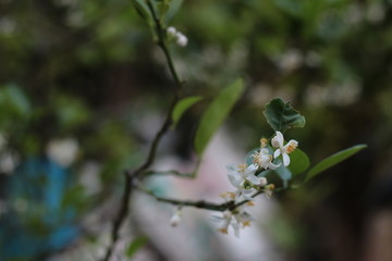 fresh green lemons on the tree