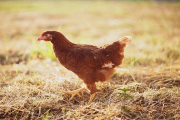 Hen chick walking in the garden