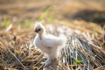 Young black and white chicken silky in the garden