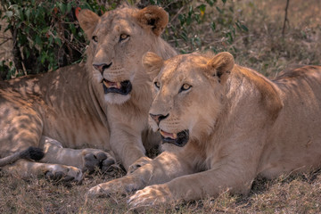 Close up of two young male lions with their manes just starting to grow.  Image taken in the Masai Mara, Kenya.