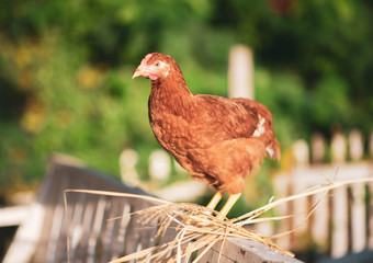 Hen chick walking in the garden