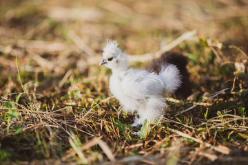 Young black and white chicken silky in the garden