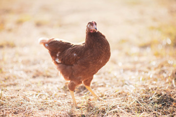 Hen chick walking in the garden