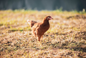 Hen chick walking in the garden