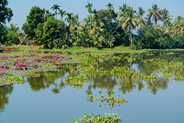 Landscape of backwater with waterlylies, kumarakom, kerala, South India
