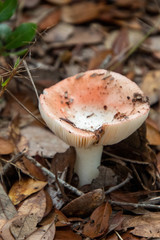 mushrooms in the forest