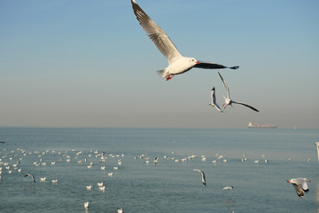 Fototapeta na wymiar Group of Seagulls flying and floating on the sea surface , Seagull with blue sky in background at Bang Poo Recreational Retreat, Migratory birds in winter, Thailand