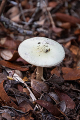 mushrooms in the forest