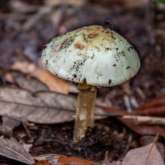 mushrooms in the forest