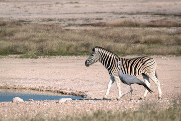 Fototapeta na wymiar A zebra walks with a blue crane to a watering hole. Image taken in Etosha National Park, Namibia.