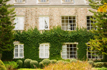 Creeping Fig or Creeping Fig or Creeping Rubber Fig is  green creeper plant hang on bilding wall