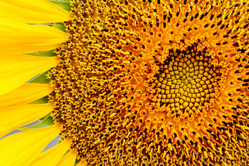 Macro close up golden yellow sunflower disk floret and ray floret petals