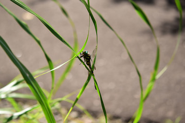 草にしがみつくオニヤンマ