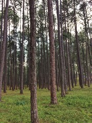 A lot of tall pine trees