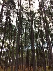Fototapeta premium A lot of tall pine trees