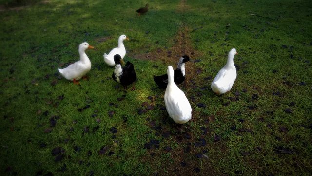 Detr&aacute;s de una parvada