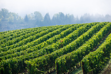 Fototapeta na wymiar Sun and shadow play over lush green rows of grapevines in an Oregon vineyard, fog softening a view of trees in the background. 