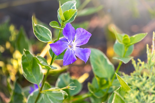 Blue wild forest flower. periwinkle flower, Wild herbaceous periwinkle, Vinca Periwinkle. Spring forest.