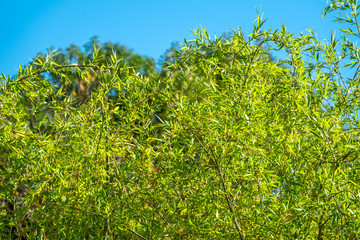 Willow or Salix Fragilis tree branches with fresh green leaves on blue sky background