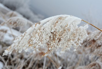 a reed flower with frost