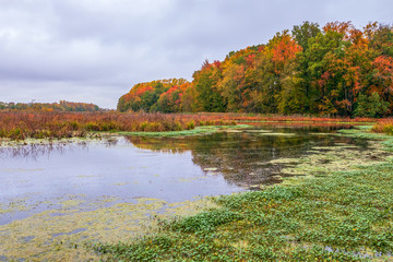 Finis Pool autumn foliage scenery view.Bombay Hook NWR.Delaware.USA