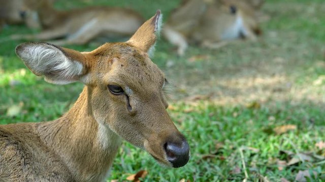 Closeup of deer sitting on the grass