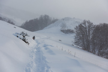 Winter in the forest in the Ukrainian Carpathian Mountains