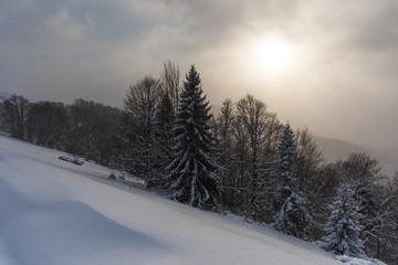 Winter in the forest in the Ukrainian Carpathian Mountains