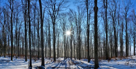 sunny day in the winter forest