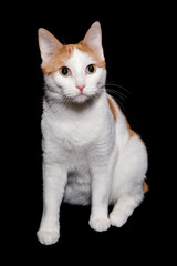 White cat with red spots on a black background.