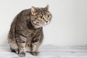 Tabby gray cat on a white background.
