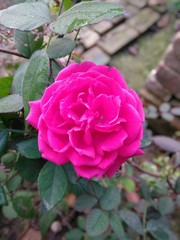 Pink rose flower in garden