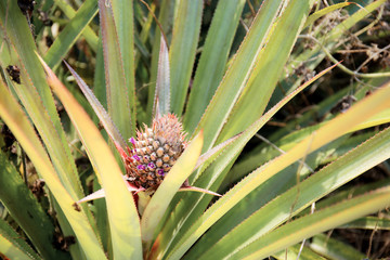 Pineapple of young in farm.