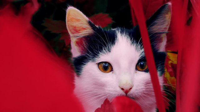 Kitten in red grass. Color perception disorder - tritanopia, protanopia, color blindness. Psychosomatic disorders