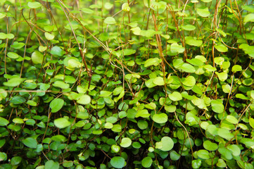 Muehlenbeckia complexa maidenhair vine green plant background