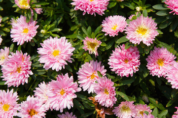 Chrysanthemums or chrysanths pink flowers 