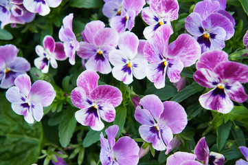 Pansy viola wittrockiana purple flowers close up