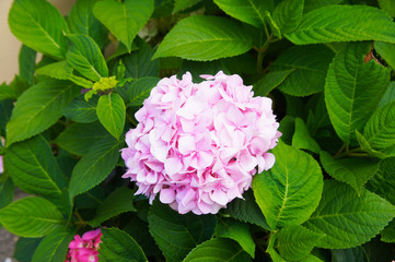 Hydrangea macrophylla or bigleaf hydrangea shrub with green leaves and pink flowers 