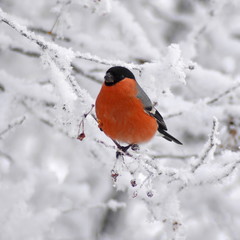 Pyrrhula. Bright little winter red bird bullfinch sitting on twig of tree with berries covered...