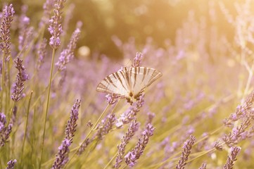 Butterfly sitting on lavender. Beautiful purple lavender field