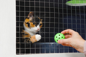 Caged locked cat.