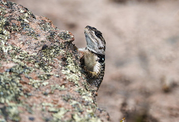 Desert lizard