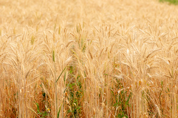 Wheat crop field. Ears of golden wheat close up. Ripening ears of wheat field background. Rich harvest Concept.