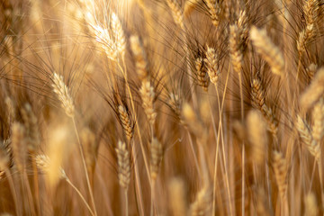 Obraz premium Wheat crop field. Ears of golden wheat close up. Ripening ears of wheat field background. Rich harvest Concept.