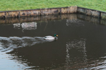 Obraz na płótnie Canvas duck swimming