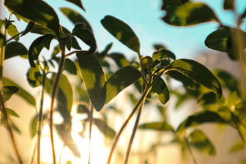 green young sprouts gardening on the windowsill